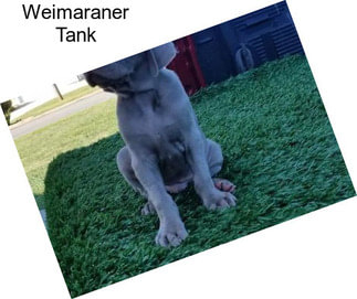 Weimaraner Tank