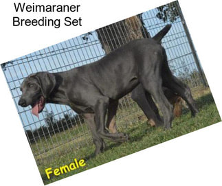 Weimaraner Breeding Set