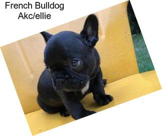 French Bulldog Akc/ellie