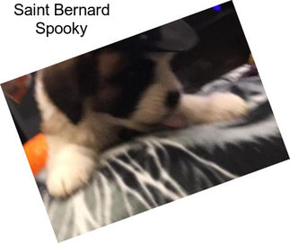 Saint Bernard Spooky