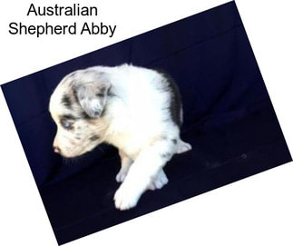 Australian Shepherd Abby