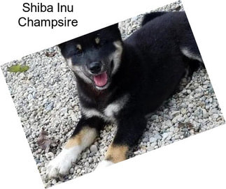 Shiba Inu Champsire