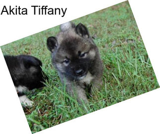 Akita Tiffany