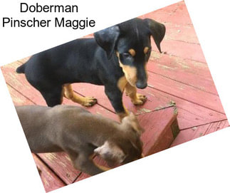 Doberman Pinscher Maggie