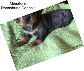 Miniature Dachshund Deposit