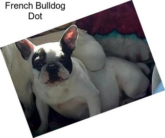 French Bulldog Dot