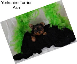 Yorkshire Terrier Ash