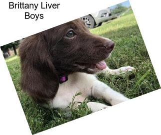 Brittany Liver Boys