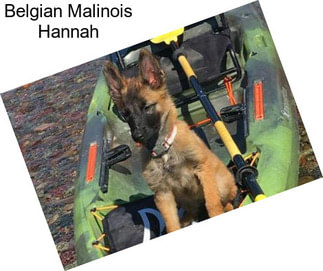 Belgian Malinois Hannah