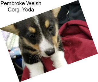 Pembroke Welsh Corgi Yoda