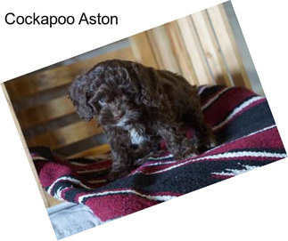 Cockapoo Aston