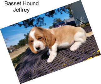 Basset Hound Jeffrey