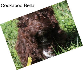 Cockapoo Bella