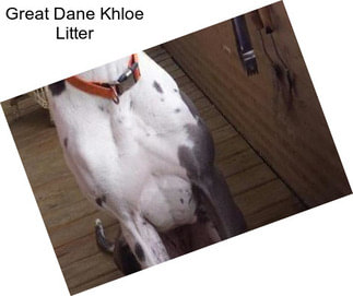 Great Dane Khloe Litter