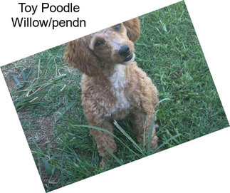 Toy Poodle Willow/pendn