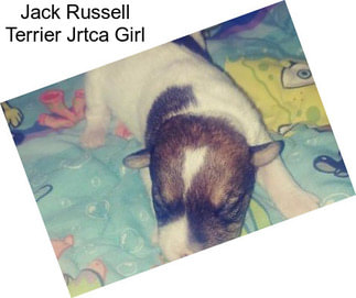 Jack Russell Terrier Jrtca Girl