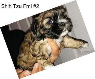 Shih Tzu Fml #2