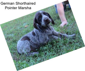 German Shorthaired Pointer Marsha