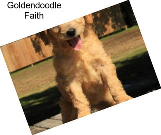 Goldendoodle Faith
