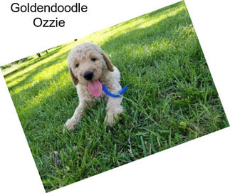 Goldendoodle Ozzie