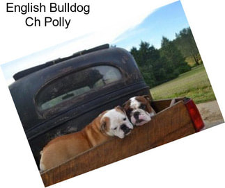 English Bulldog Ch Polly