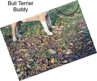 Bull Terrier Buddy