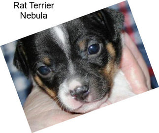 Rat Terrier Nebula