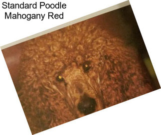 Standard Poodle Mahogany Red