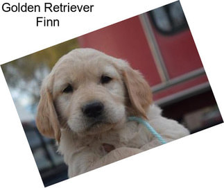 Golden Retriever Finn
