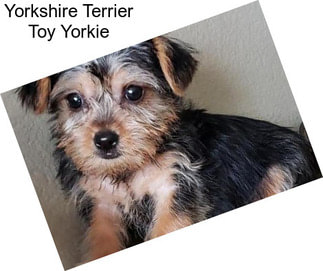 Yorkshire Terrier Toy Yorkie