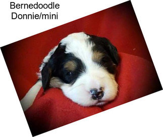 Bernedoodle Donnie/mini