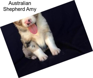 Australian Shepherd Amy