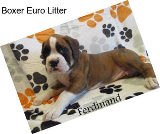 Boxer Euro Litter