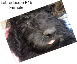 Labradoodle F1b Female