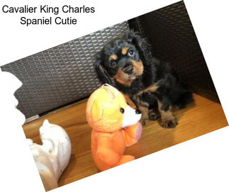 Cavalier King Charles Spaniel Cutie