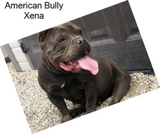 American Bully Xena