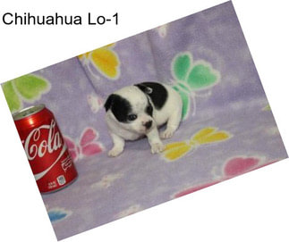 Chihuahua Lo-1