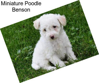 Miniature Poodle Benson