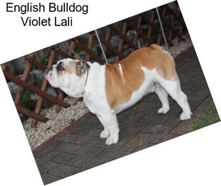 English Bulldog Violet Lali