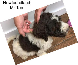 Newfoundland Mr Tan