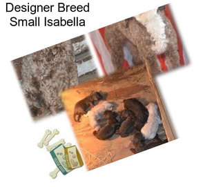 Designer Breed Small Isabella