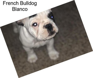 French Bulldog Blanco