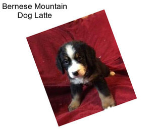 Bernese Mountain Dog Latte