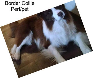 Border Collie Perf/pet