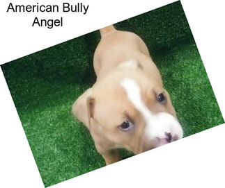 American Bully Angel