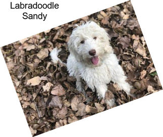 Labradoodle Sandy