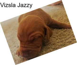 Vizsla Jazzy