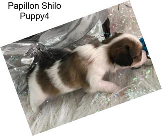 Papillon Shilo Puppy4