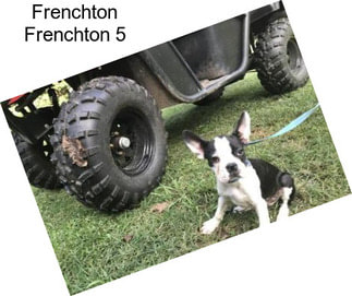 Frenchton Frenchton 5