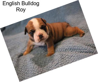 English Bulldog Roy